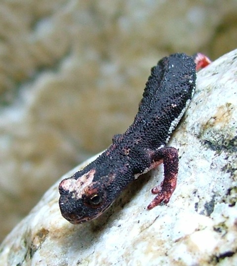 Salamandrina Appennino romano